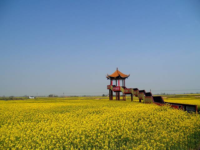 2021荊門沙洋油菜花節門票,沙洋荊門沙洋油菜花節遊玩攻略,荊門沙洋