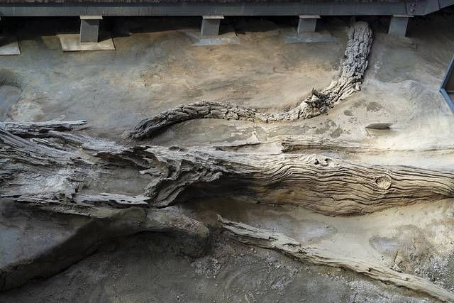 金沙遗址博物馆-遗迹馆