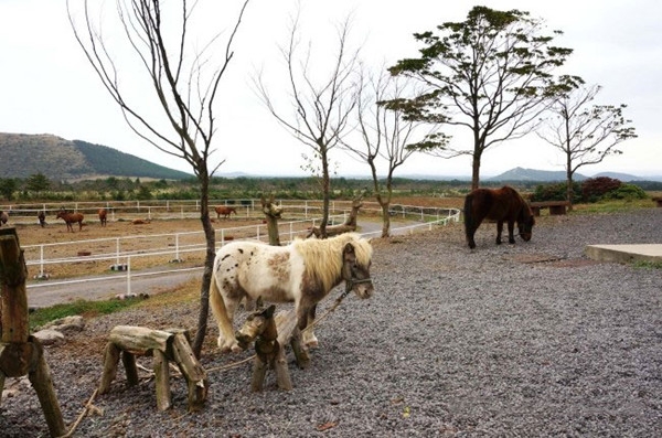 短腿马体验公园