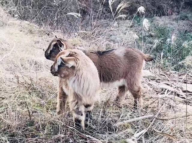 虎爪山国家森林公园