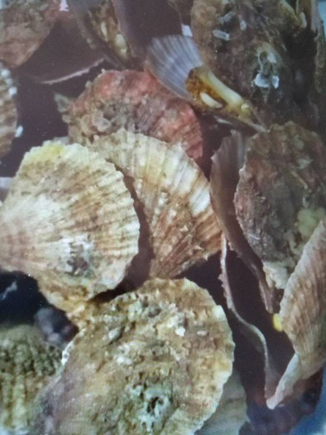 吃喝玩乐在崂山