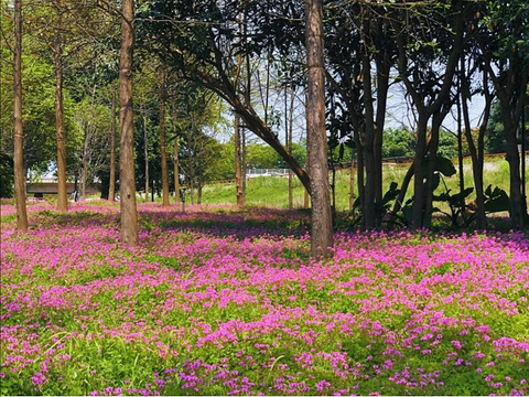 乌龙江湿地公园旅游景点图片