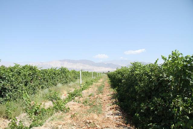 芳香植物生态观光园