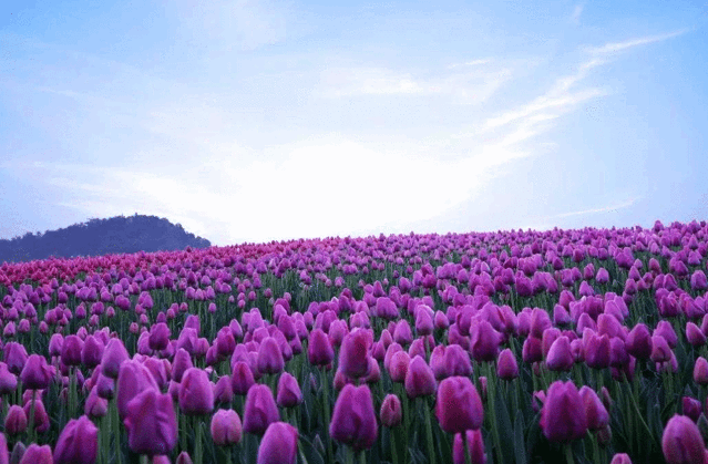 衡湖湾大地花海