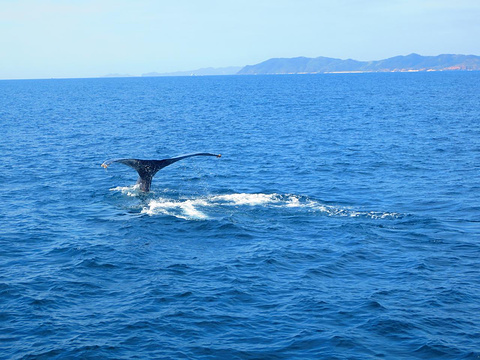 冲绳出海观鲸旅游景点图片