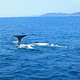 冲绳出海观鲸
