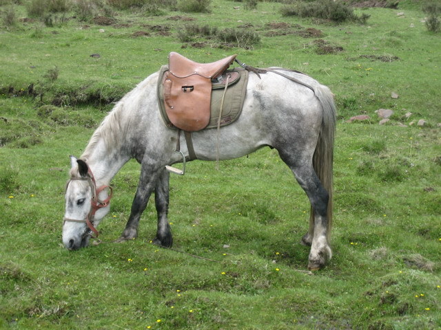 郎木寺格桑马队