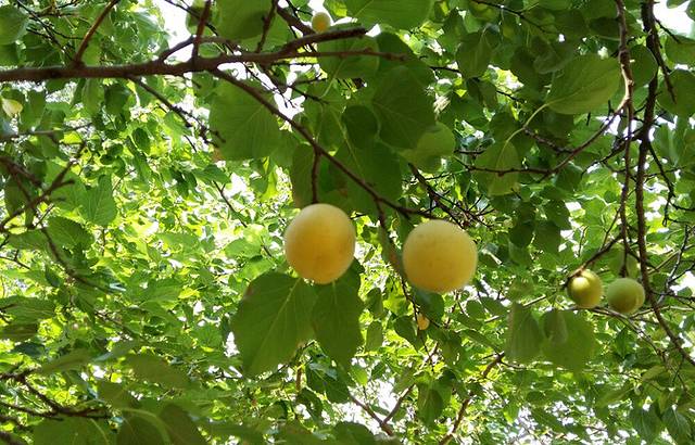 夏津黄河故道森林公园