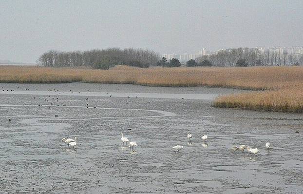 乙淑岛候鸟公园