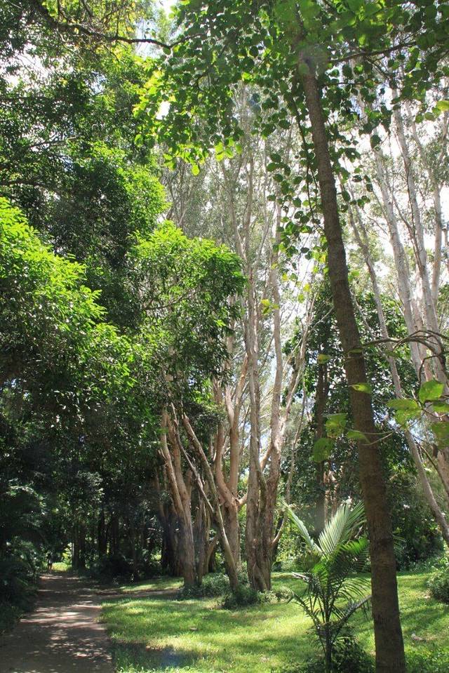 Urban Forest Reserve