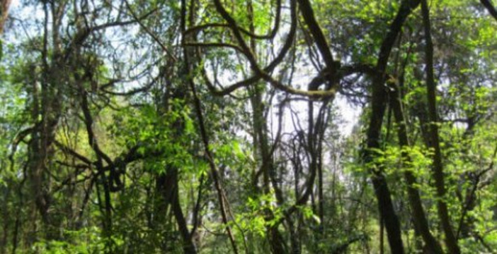 古州野林旅游景点图片