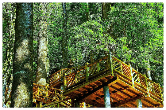 红豆杉生态园旅游景点图片