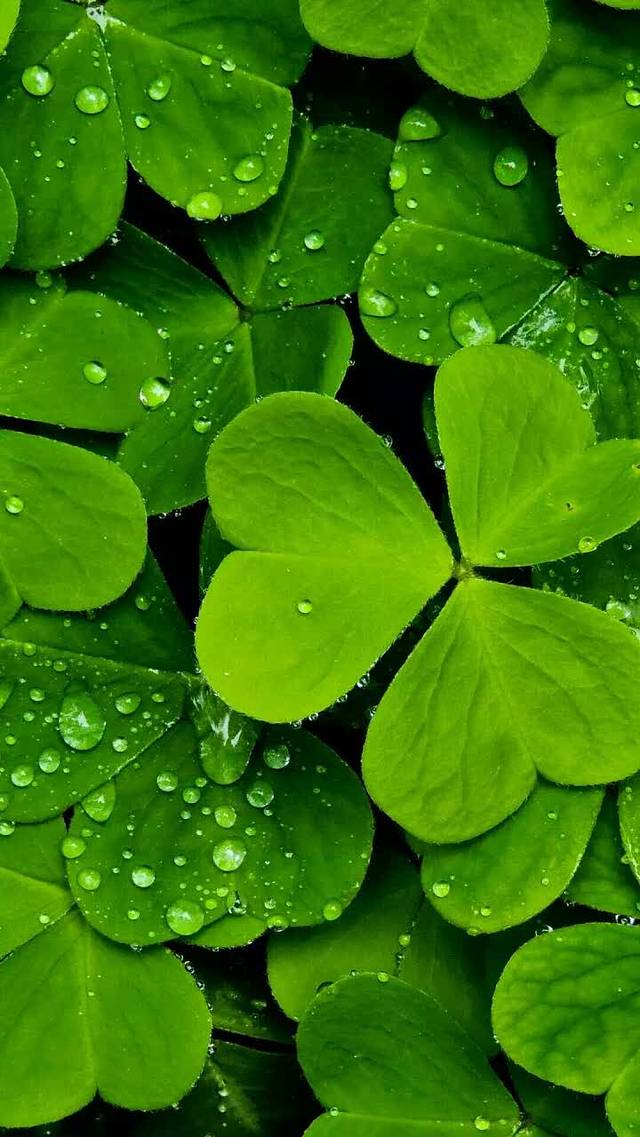 肯德基(仙女大道店)