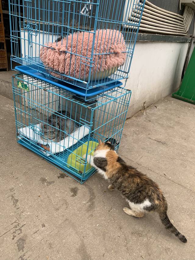 七桥瓮花鸟市场