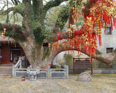 普陀山风景名胜区樟香园-千年古樟