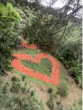 Jungle Flight Office