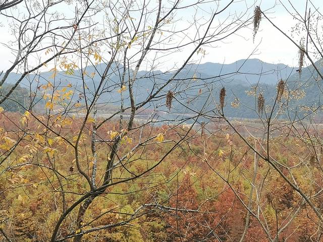 落羽红杉林景区