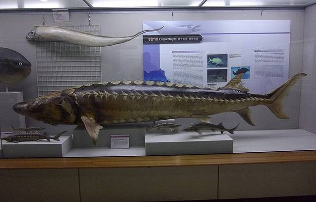 釜山海洋自然史博物馆