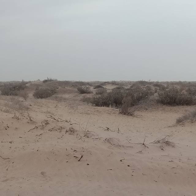 吉兰泰沙漠植物园