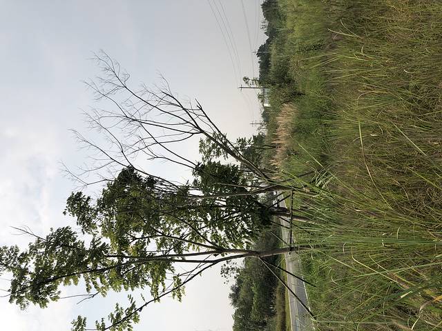 鲁家滩湿地公园