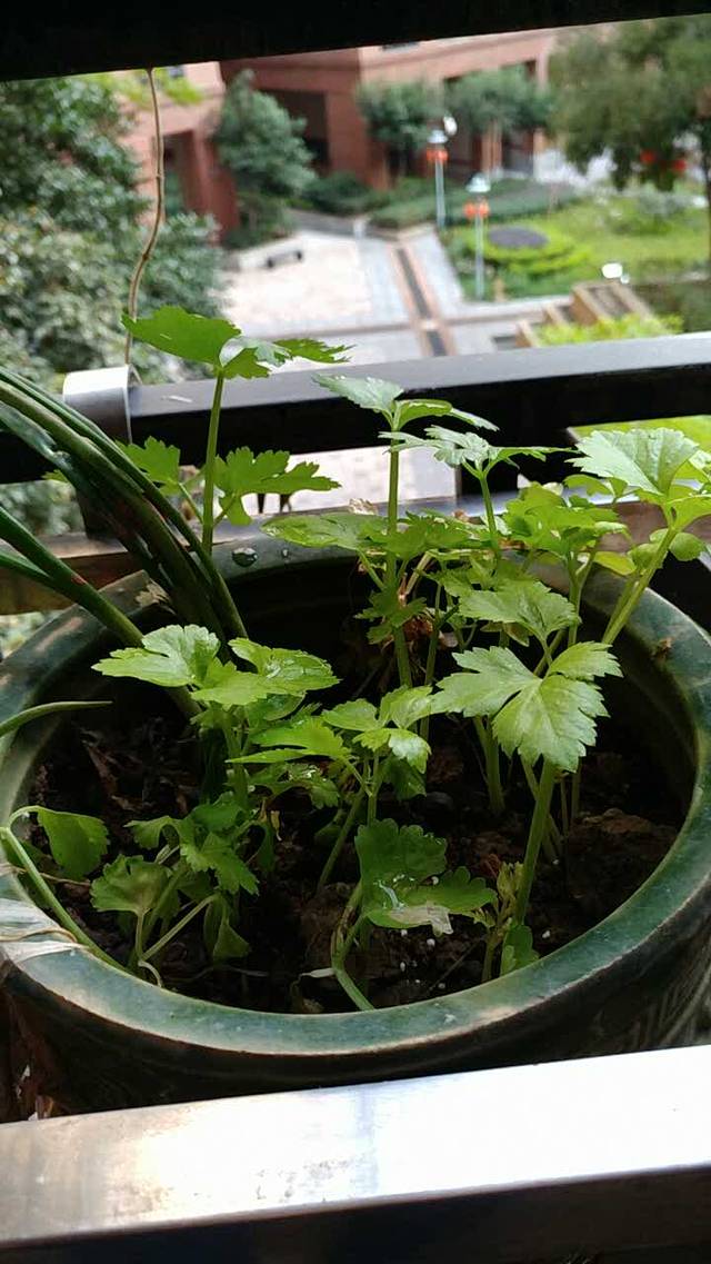 丰尔茶居·传统手工点心·顺德老味道(大良分店)