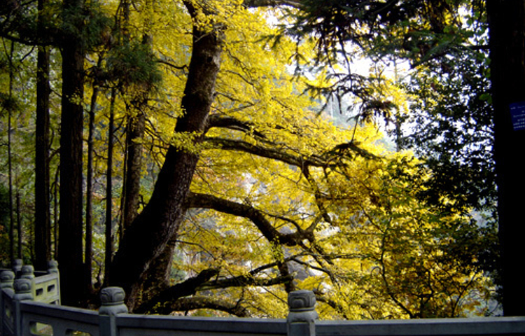 天目山自然保护区-五世同堂