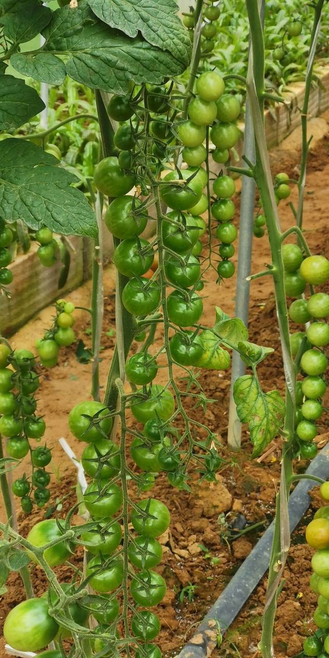 种菜吧·菜博士农场采摘园