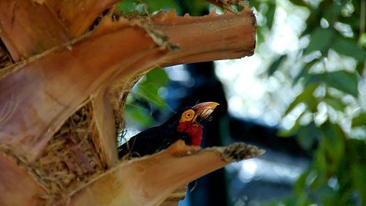蒙特卡西诺飞鸟园