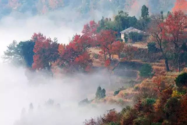 大会岭红枫古道