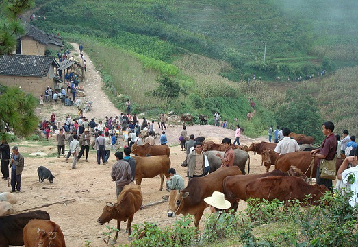 张三营大牲畜皮毛交易市场旅游景点图片