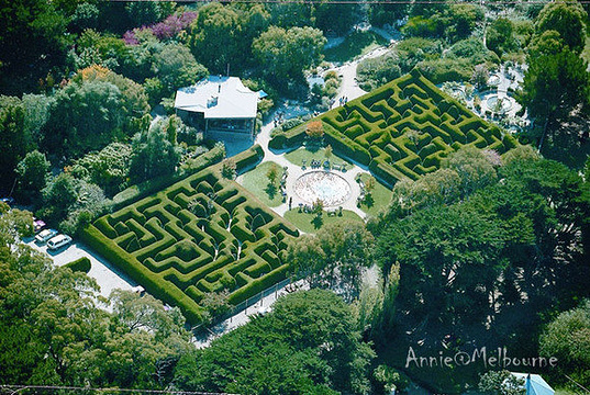 Ashcombe Maze & Lavender Gardens旅游景点图片