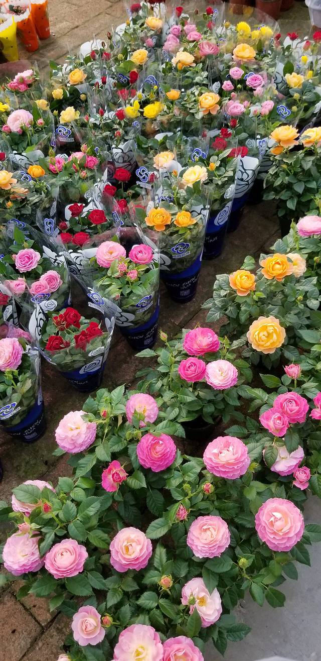 曲阜孔子国际商品交易城