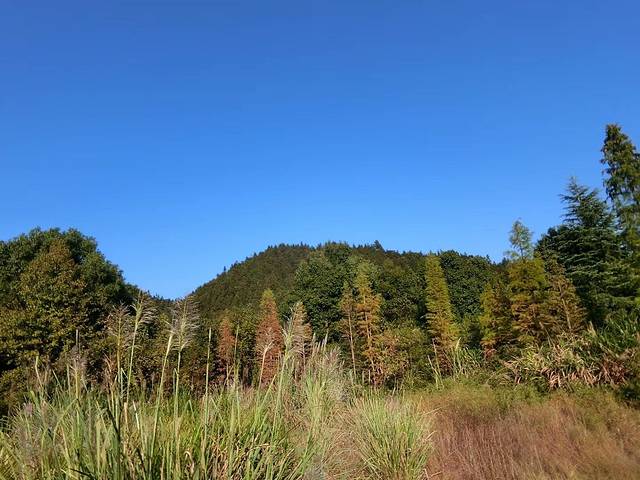 国营酒埠江林场