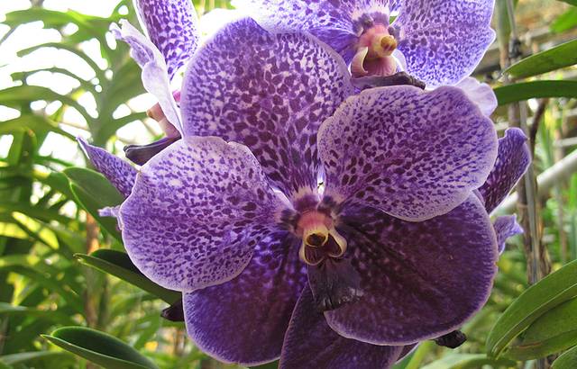 Sai Nam Phung兰花园