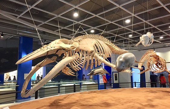 长生浦鲸鱼博物馆旅游景点图片