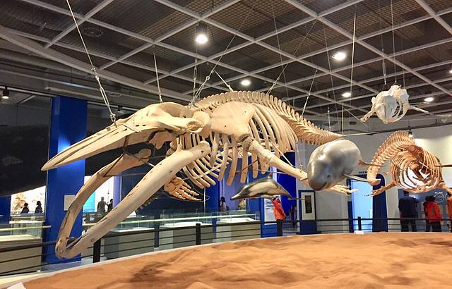 长生浦鲸鱼博物馆