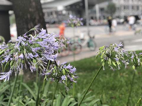 高升桥小游园旅游景点图片