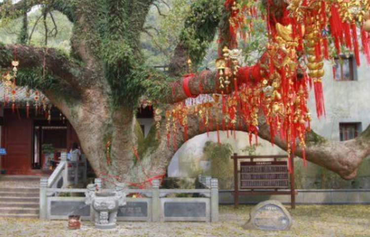 普陀山风景名胜区樟香园-千年古樟