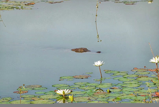 Sacred Crocodile Ponds旅游景点图片