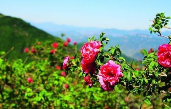 玫瑰谷自然风景区旅游景点图片