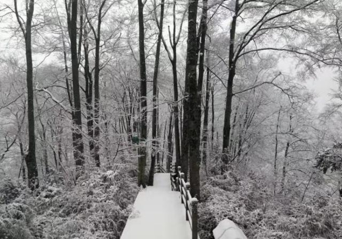 "雪中赏红叶，秋冬同画面，此美景，难得一见！感觉自己很幸运，看到了这么美好的景象_光雾山旅游景区"的评论图片