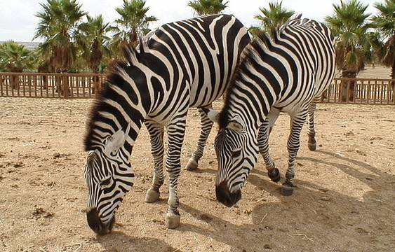 马德里野生动物园