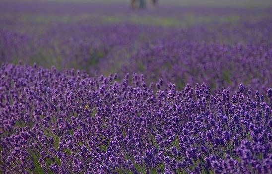 羊之丘薰衣草园