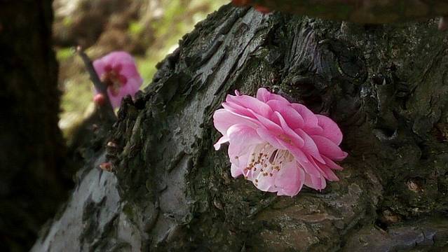 凤池山森林公园