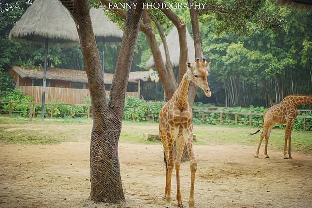 无锡动物园（太湖欢乐园）