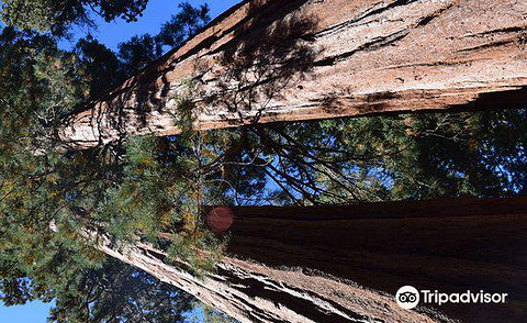 Sequoia and Kings Canyon National Park旅游图片