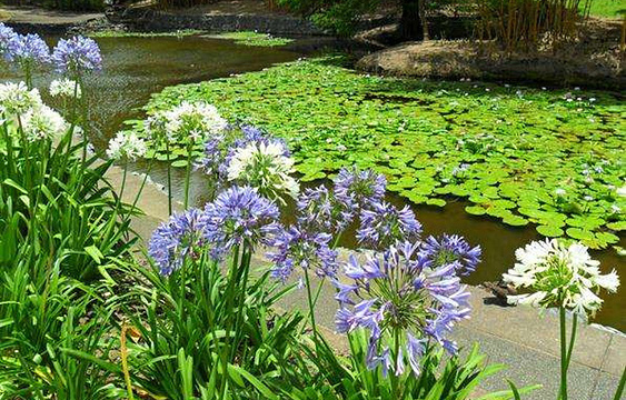 库塔山布里斯班植物园旅游景点图片