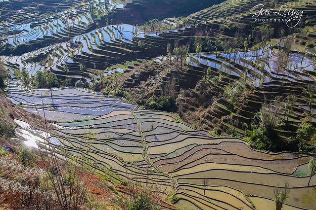 杨柳梯田