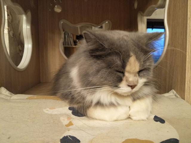 故事里猫咪主题咖啡馆