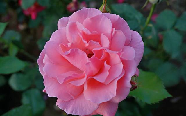 人民公园-游乐园